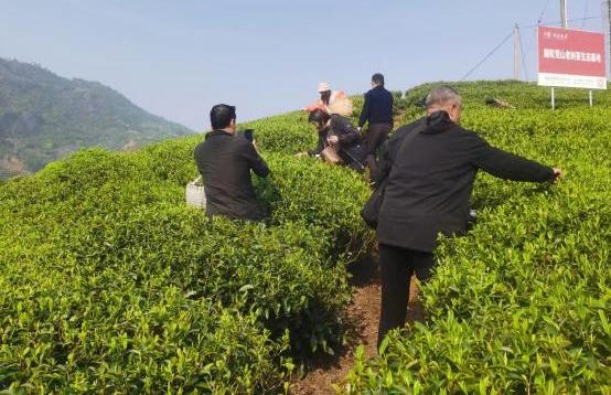 体验采茶与制作